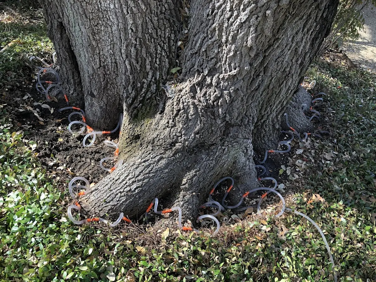 Detailed Tree Cabling and Bracing job site in Basye