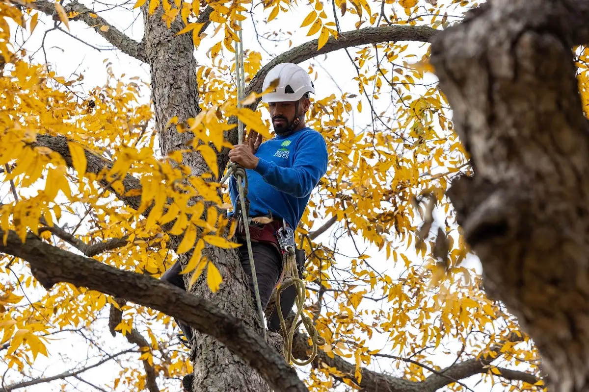 Skilled Tree Planing crew working in Basye