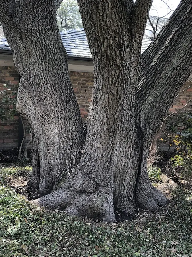 Mature heritage tree close to a Basye property cared for by certified arborists